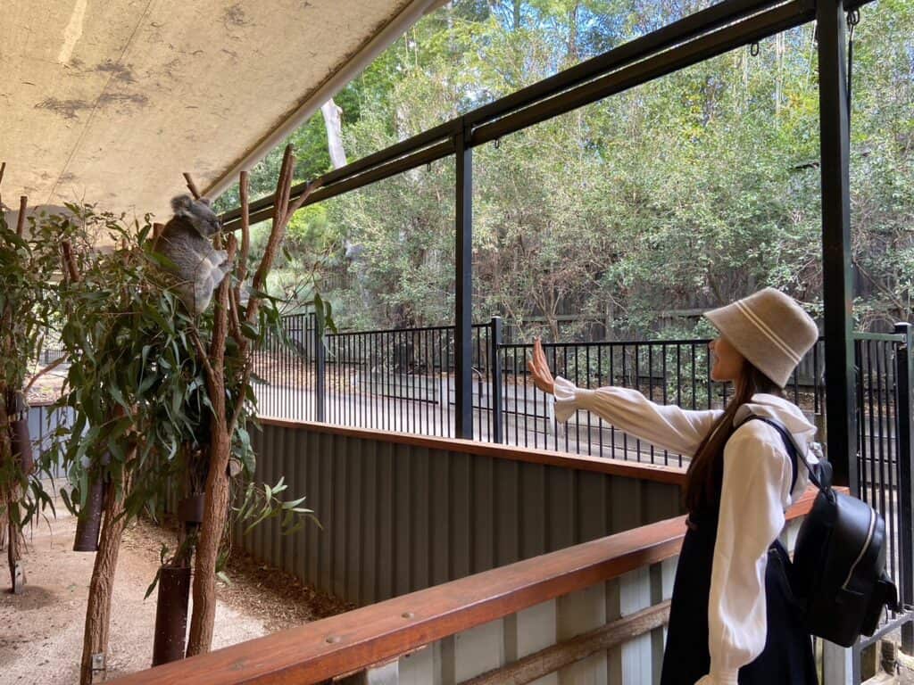 LINE ALBUM 20230623布里斯班龍柏動物園 230629 27