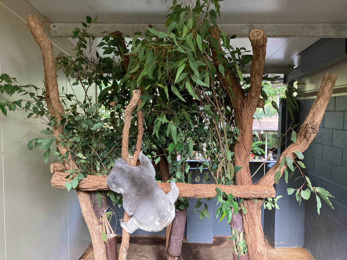 東澳【布里斯本】龍柏動物園Lone pine koala sanctuary