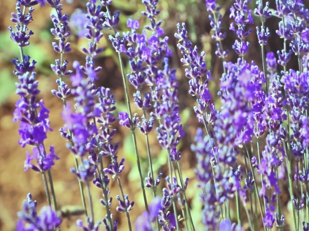 Lavandula angustifolia P. Miller